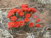 Hedgehog Cactus